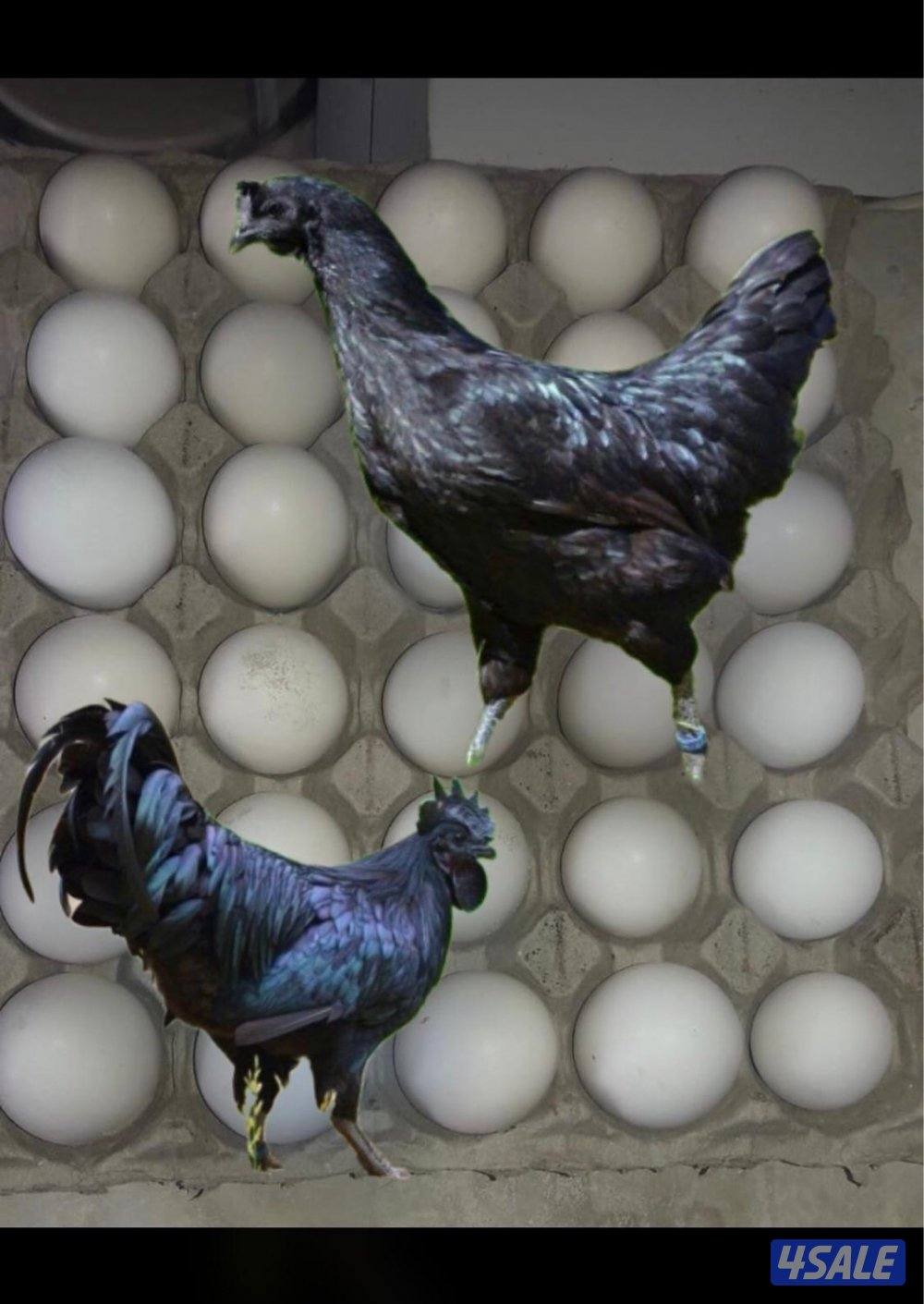 للبيع بيض دجاج اندونيسي ايام سيماني دم صافي0