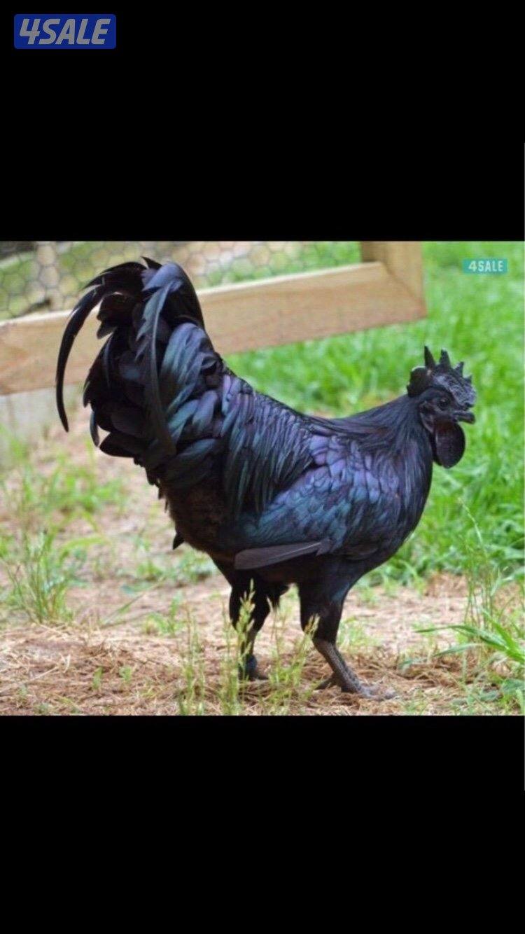 للبيع بيض دجاج اندونيسي ايام سيماني دم صافي2