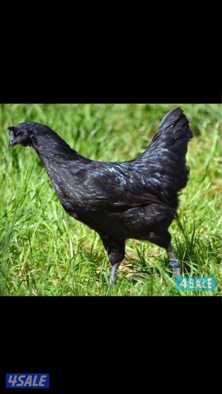 للبيع بيض دجاج اندونيسي ايام سيماني دم صافي1