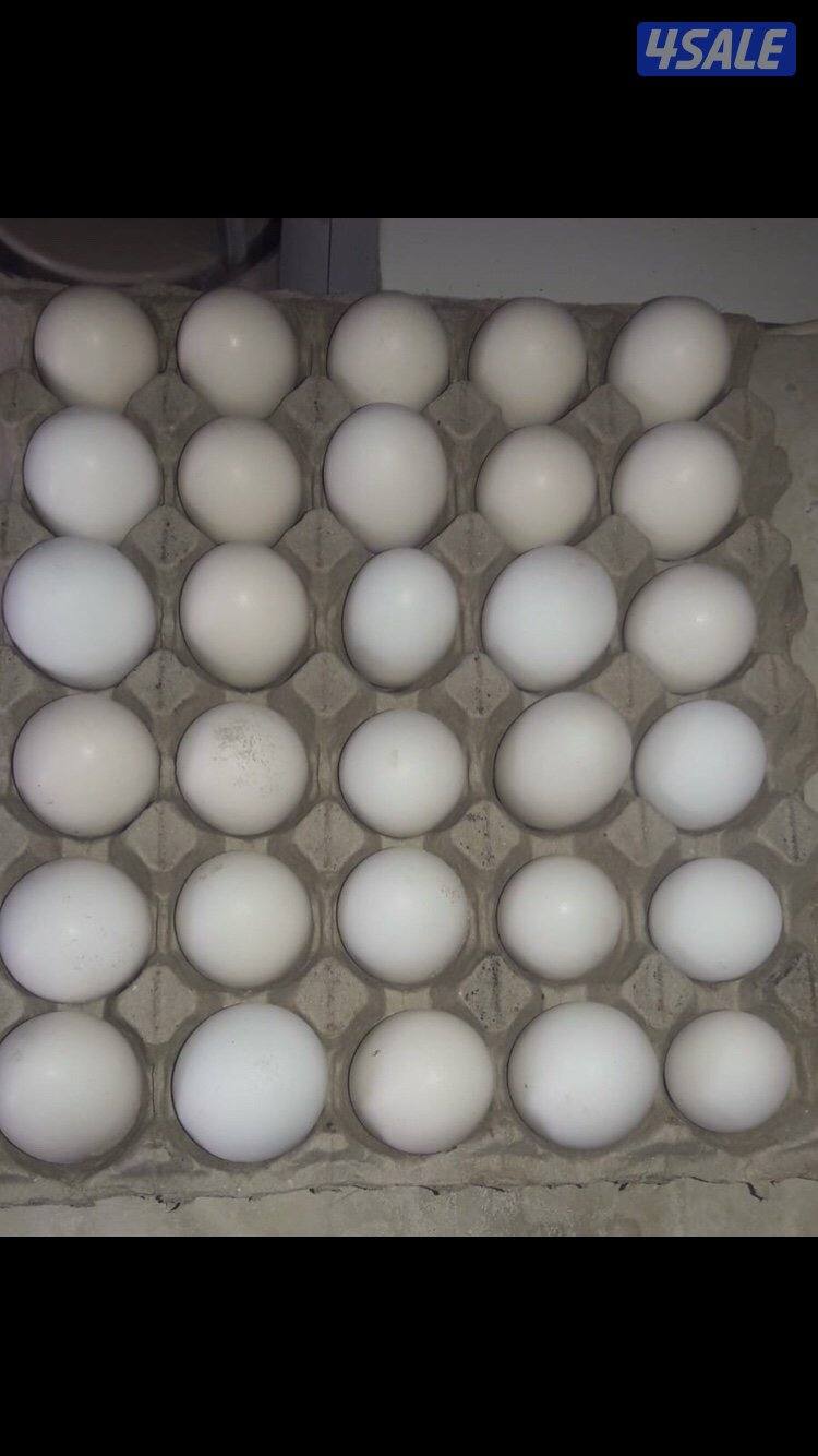 للبيع بيض دجاج اندونيسي ايام سيماني دم صافي3