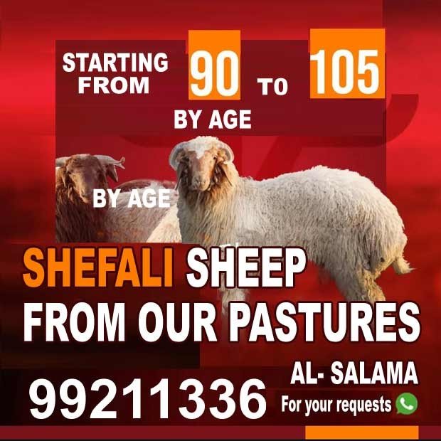 السلامة0