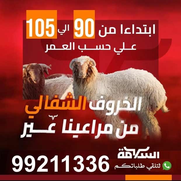 السلامة1