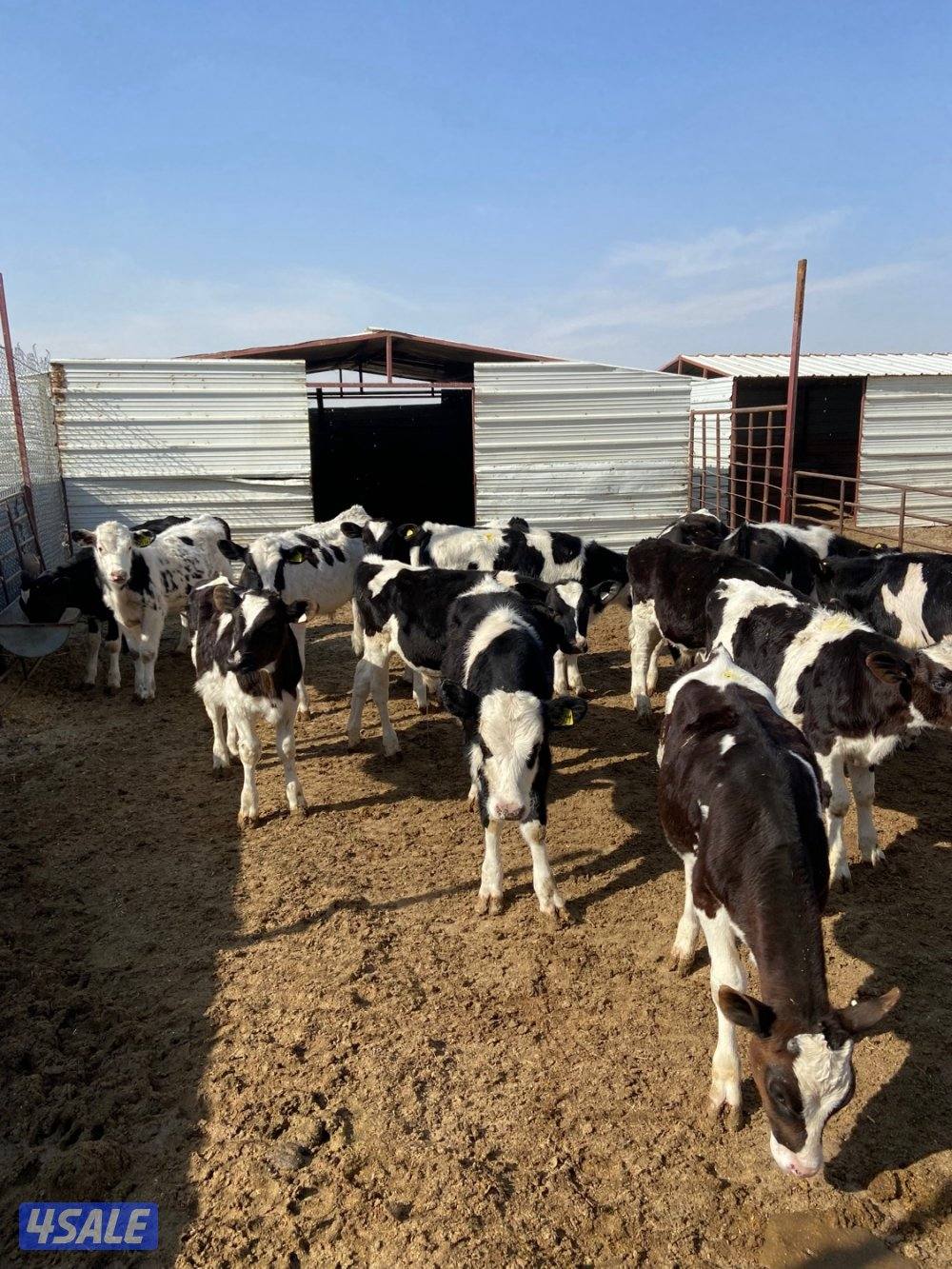 عجلات وعجول للبيع1