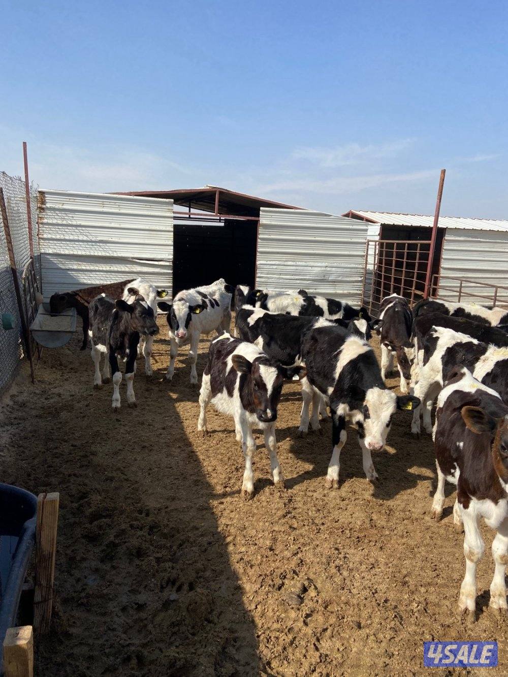 عجلات وعجول للبيع2