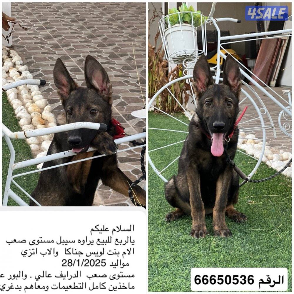 للبيع نثيتين سيبل مع بدغري0