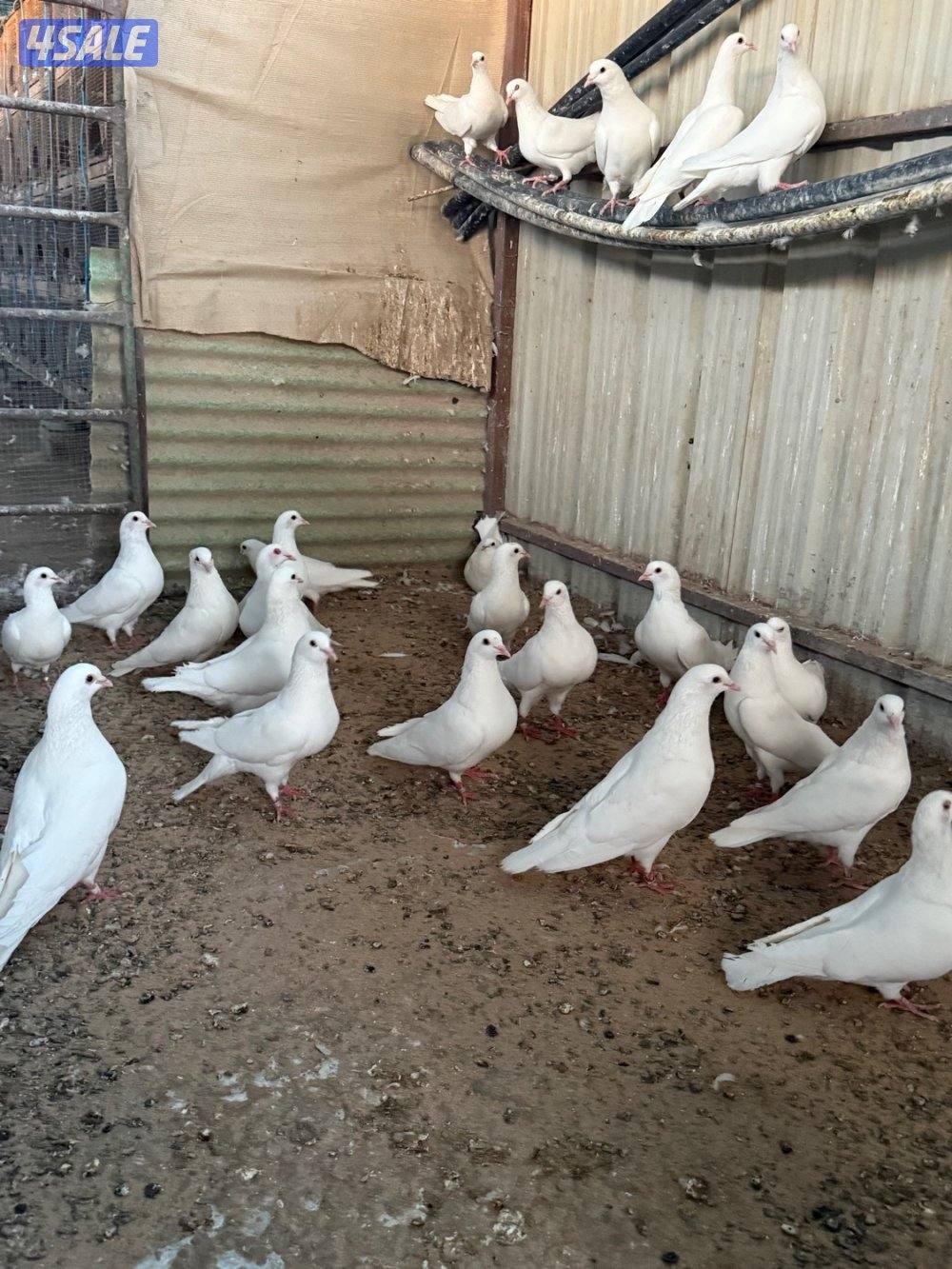 للبيع ازواج لاحم الوزان جبره0