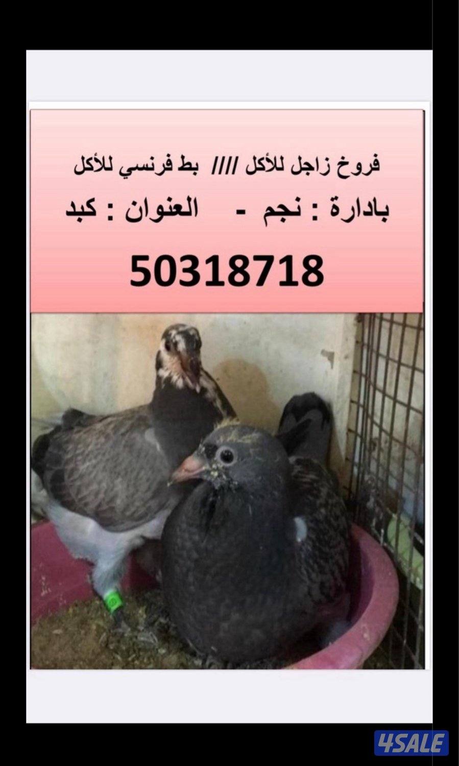 للبيع فروخ زاجل للاكل وبط كبد كبد1