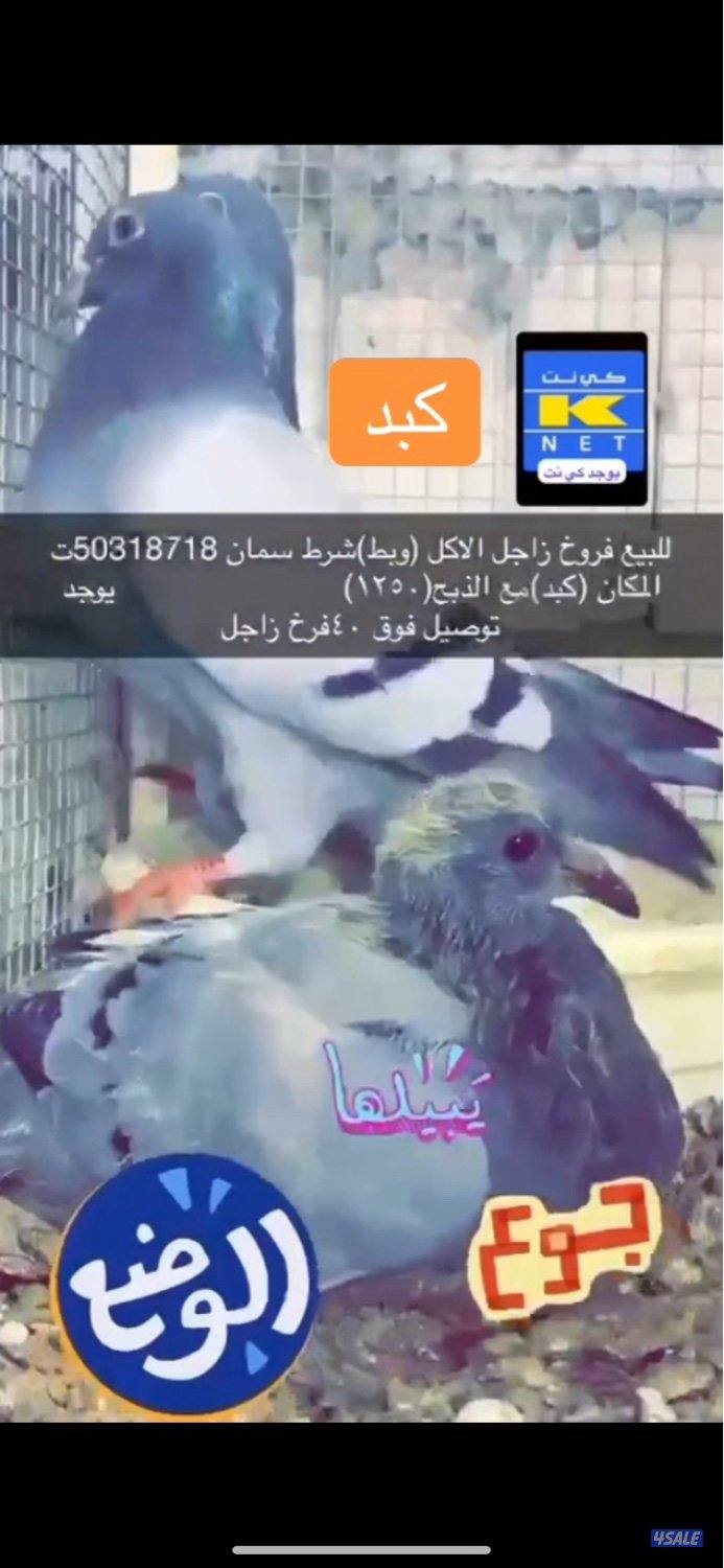 للبيع فروخ زاجل للاكل وبط كبد كبد2