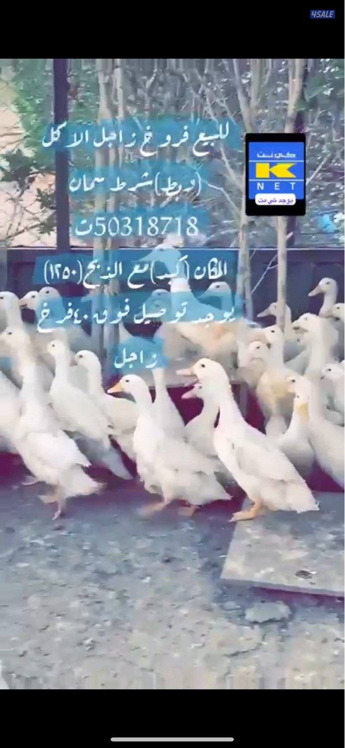 للبيع فروخ زاجل للاكل وبط كبد كبد3