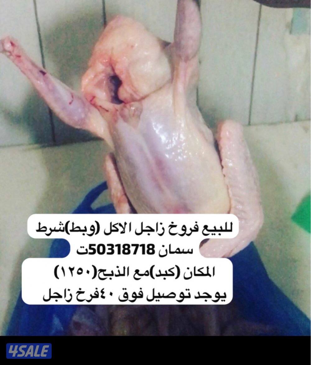للبيع فروخ زاجل للاكل وبط كبد كبد4