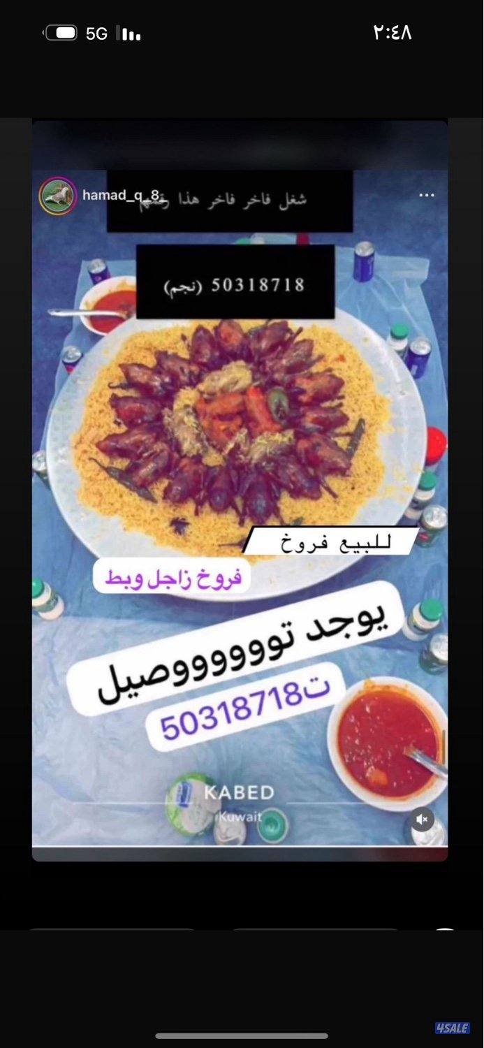للبيع فروخ زاجل للاكل وبط كبد كبد5