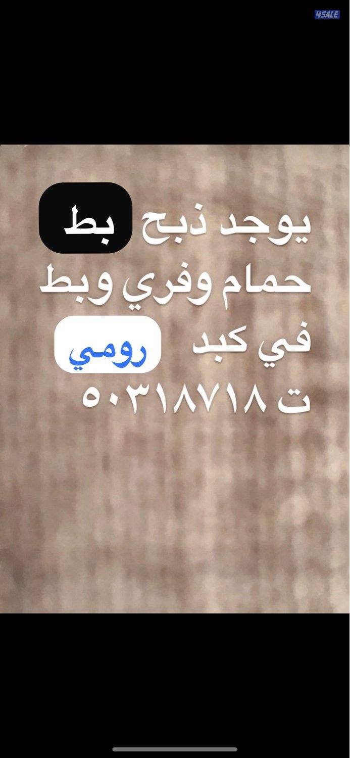 للبيع فروخ زاجل للاكل وبط كبد كبد6