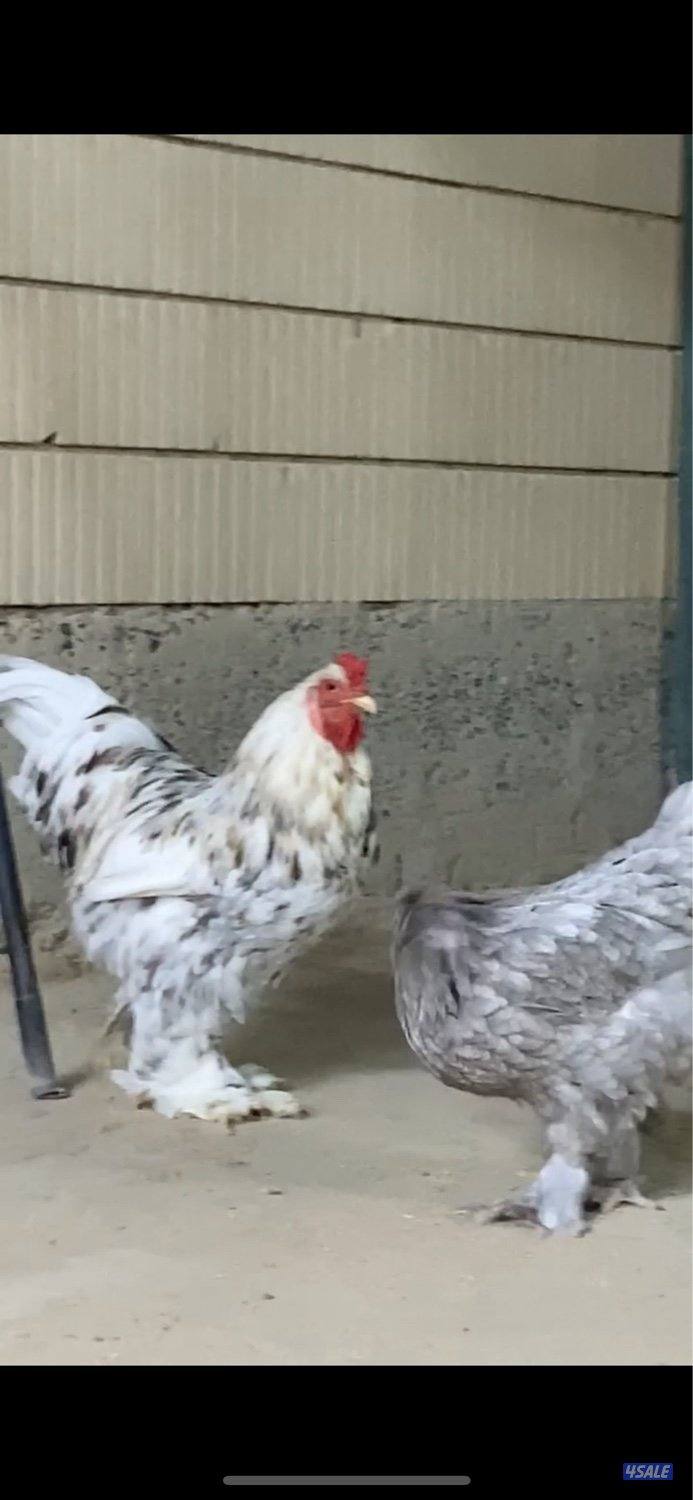 للبيع دجاج براهما امريكي1