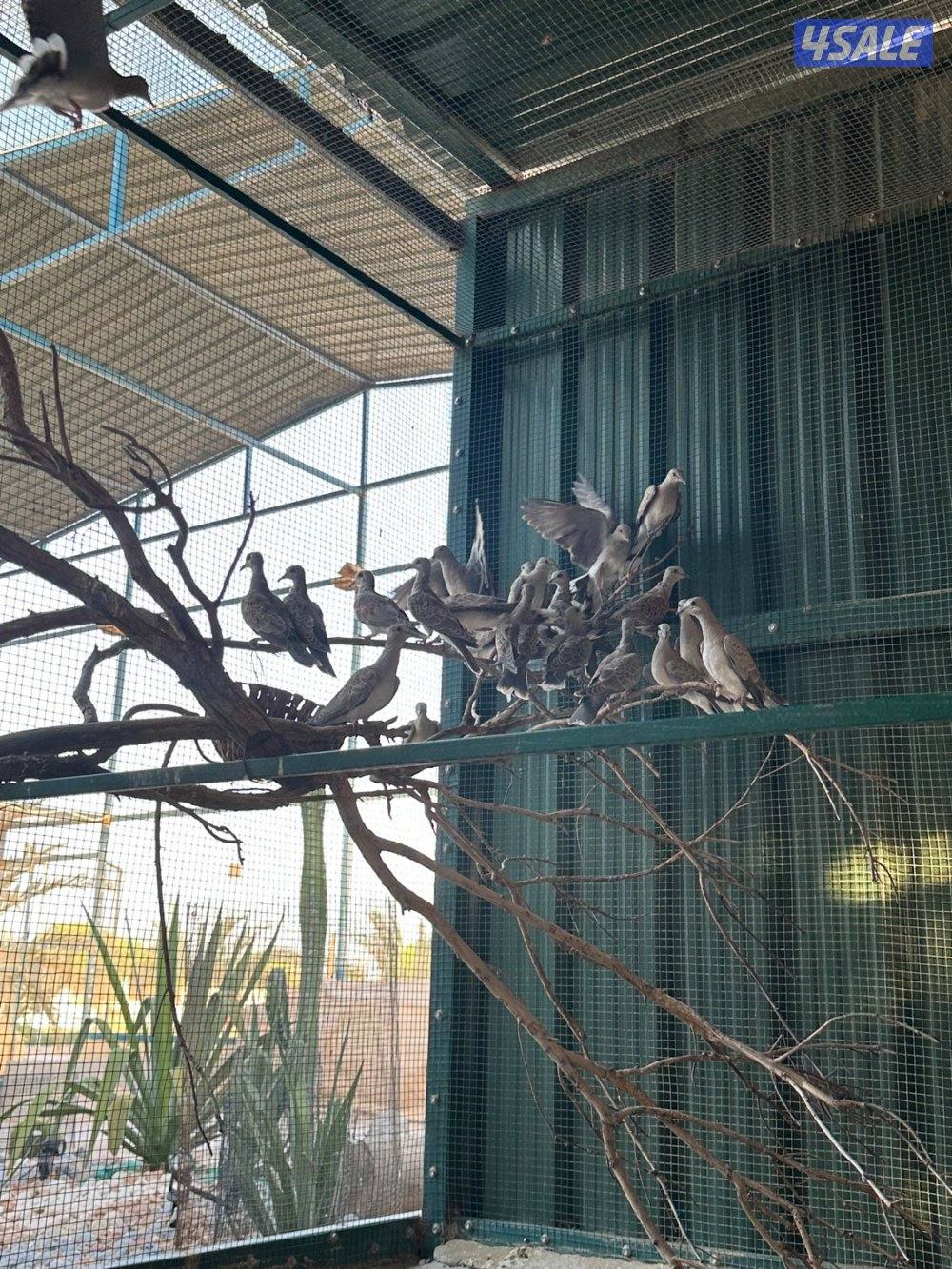 طبات حمام بر ( قمري )0