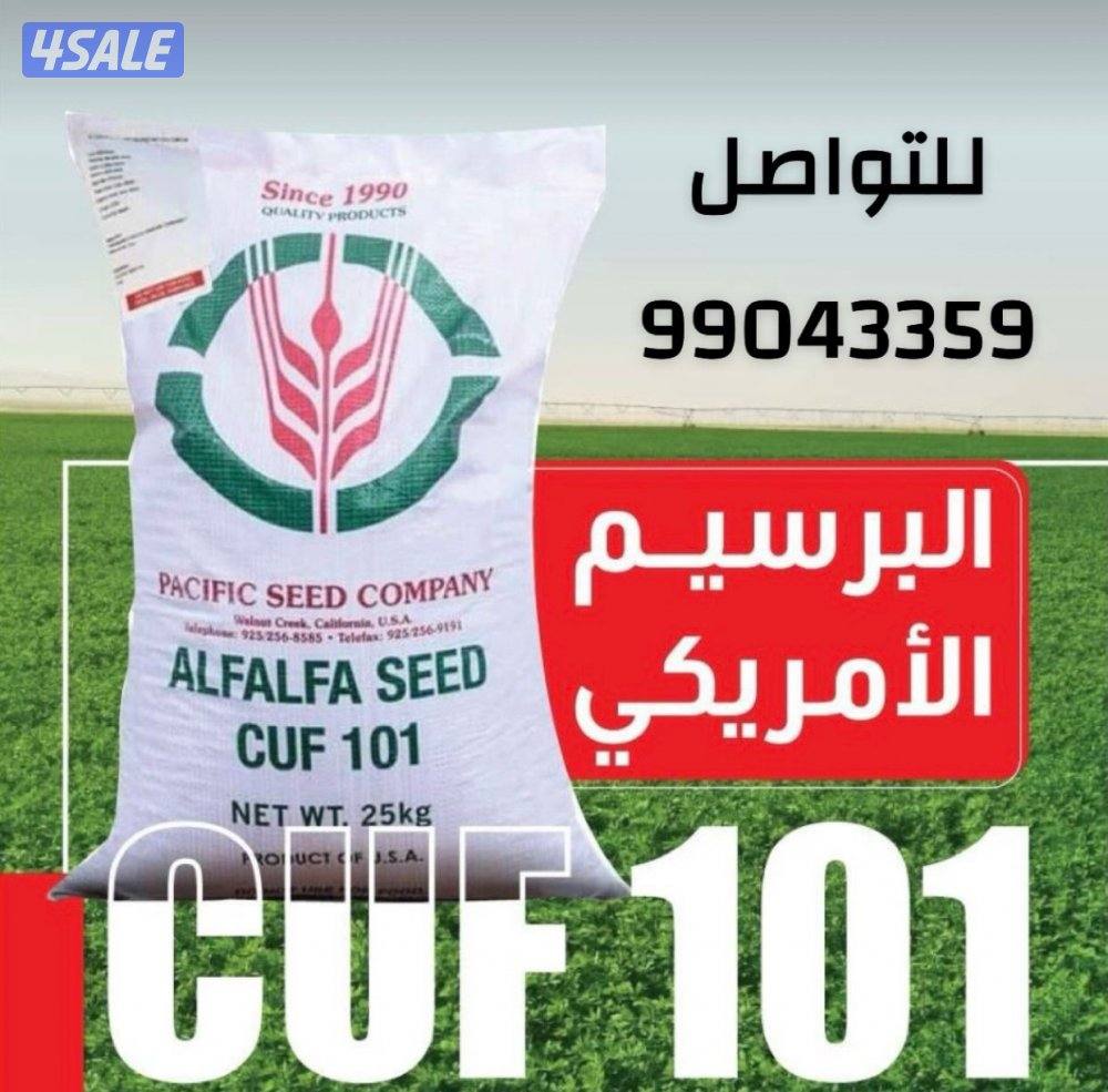 للبيع بذور برسيم0