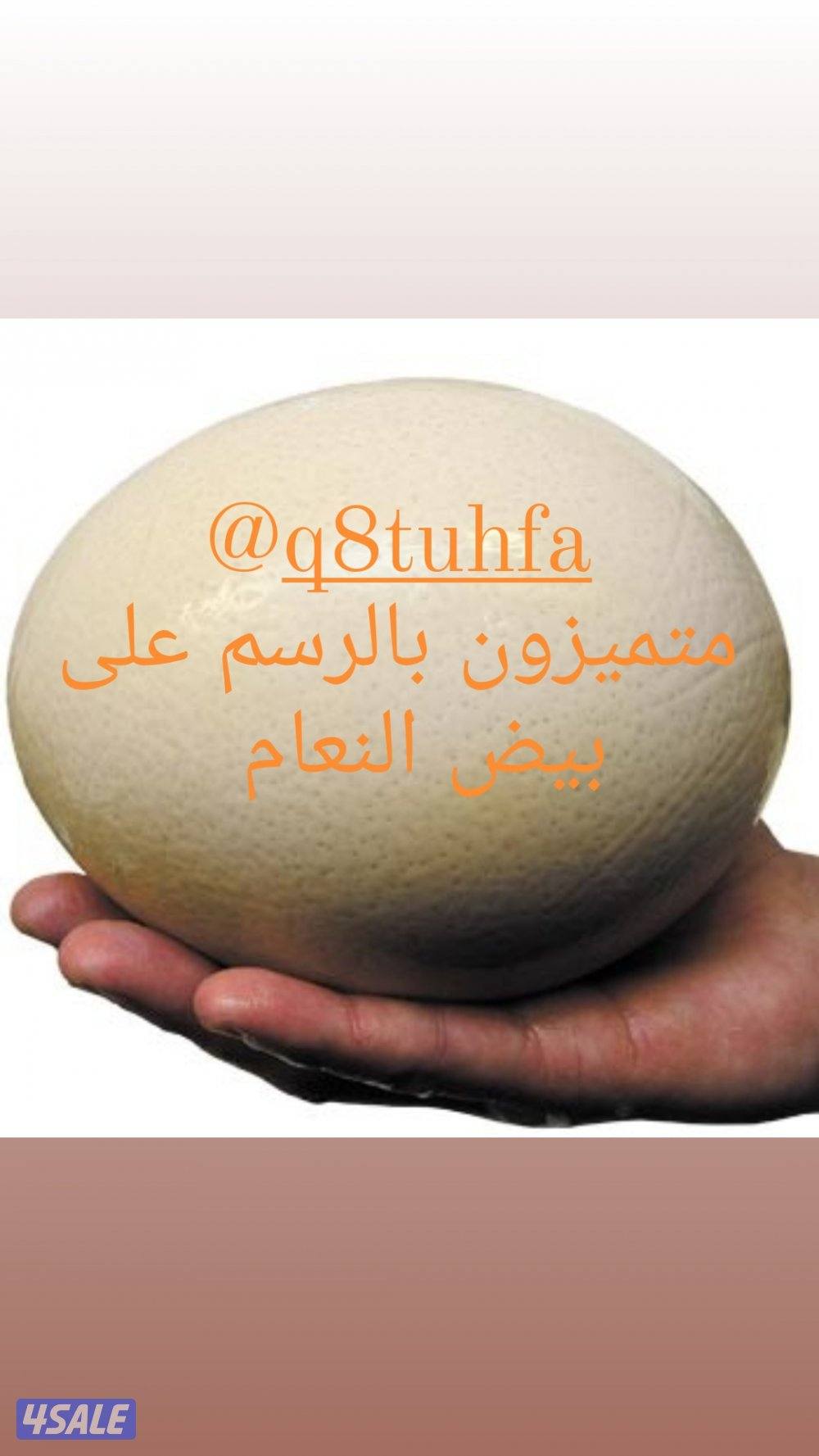 بیض نعام مرسوم و منقوش0