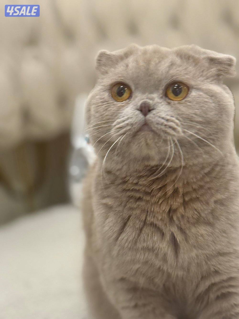 قط ذكر سكوتش فولد العمر 7 تشهر0