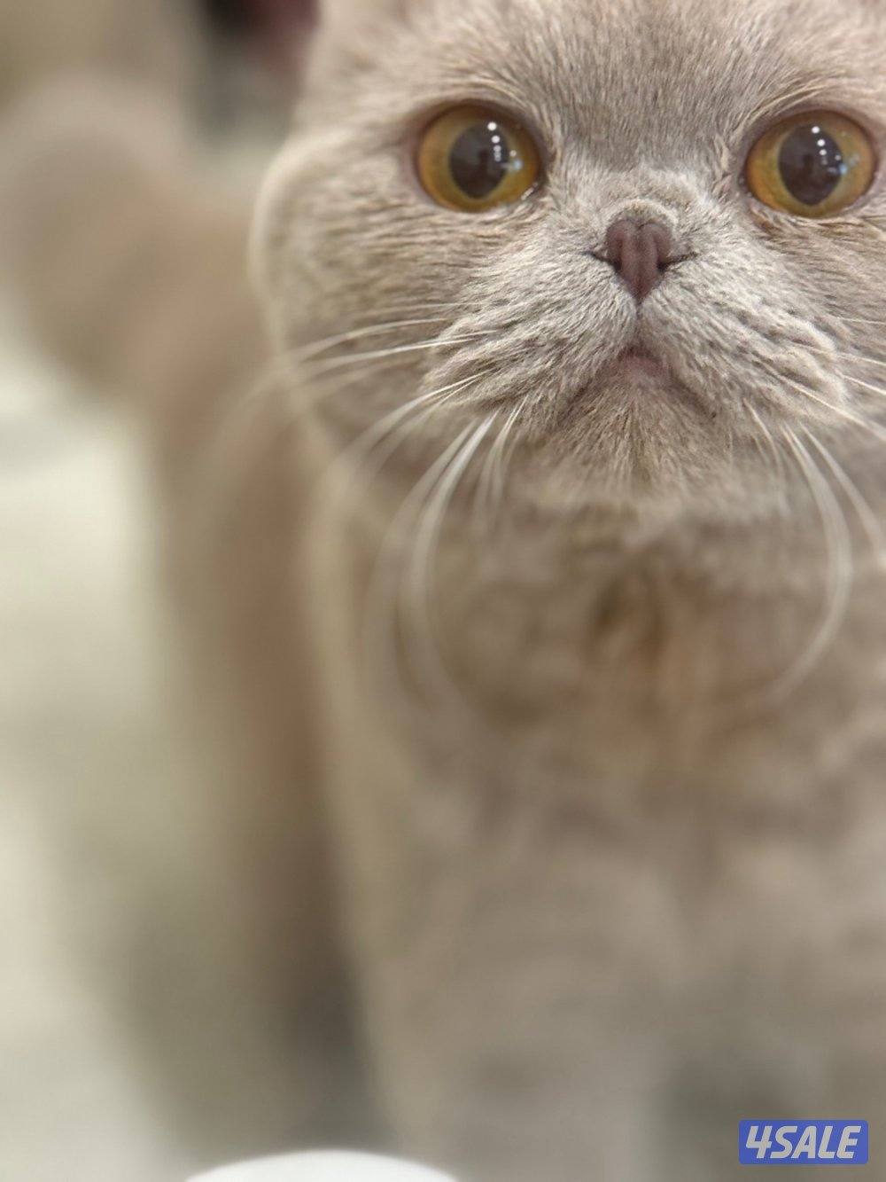 قط ذكر سكوتش فولد العمر 7 تشهر1