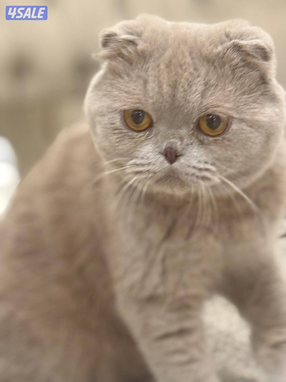 قط ذكر سكوتش فولد العمر 7 تشهر2