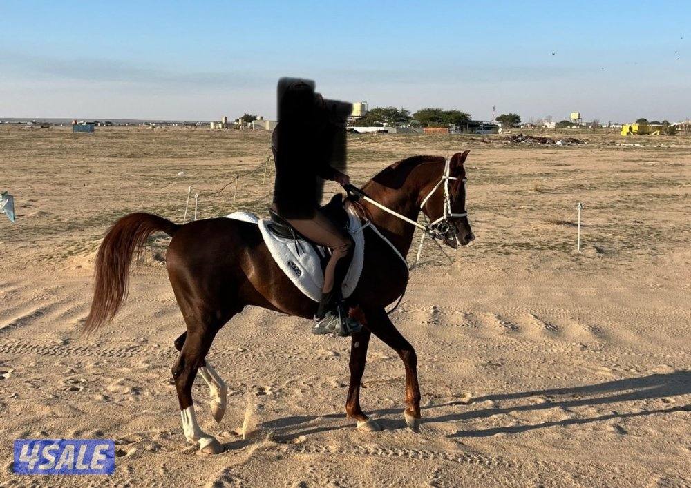 حصان بولش0