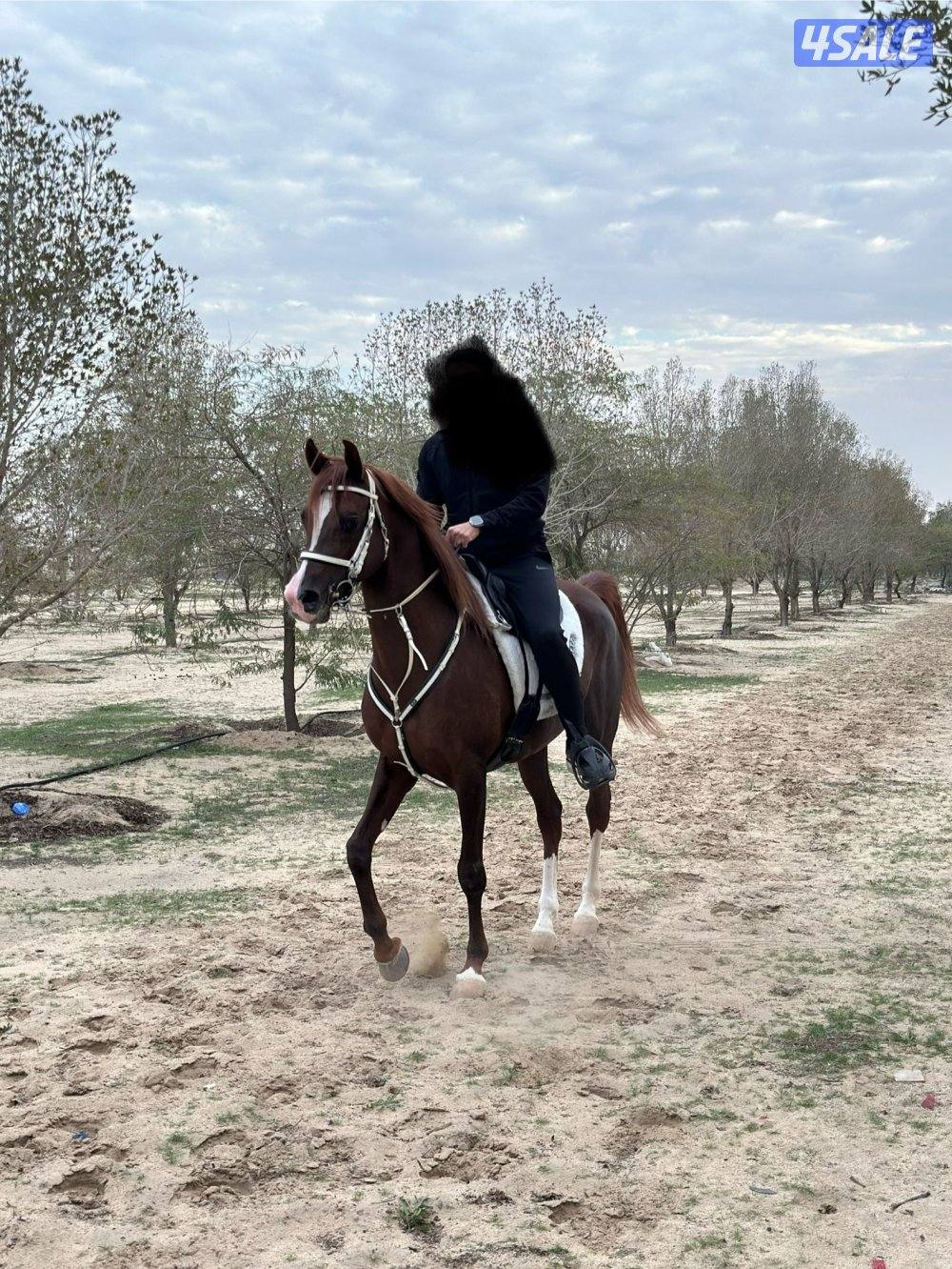 حصان بولش1