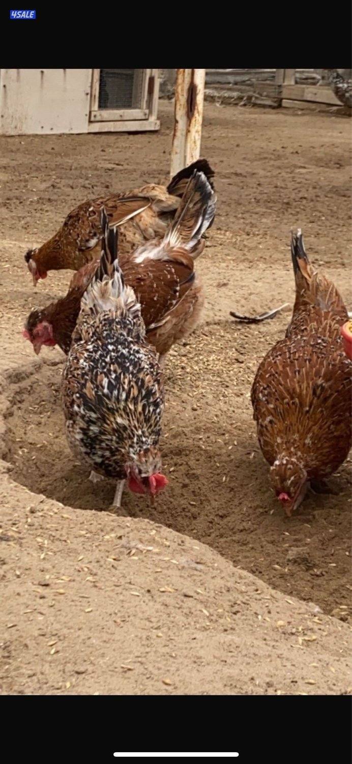 فروخ دجاج عربي قديم (مطعم )1