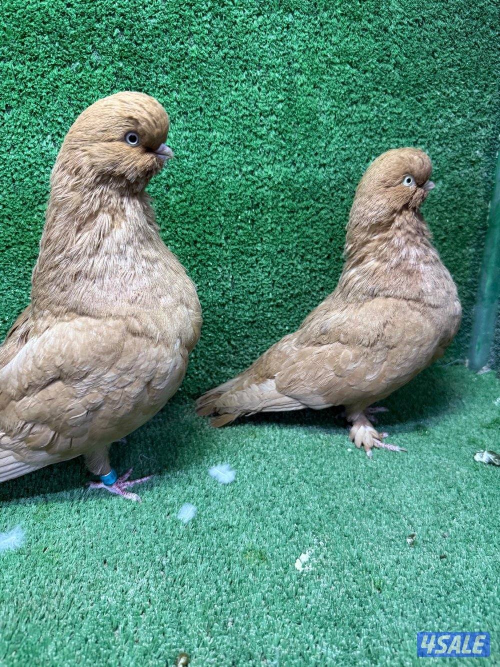 للبيع حمام زينه3
