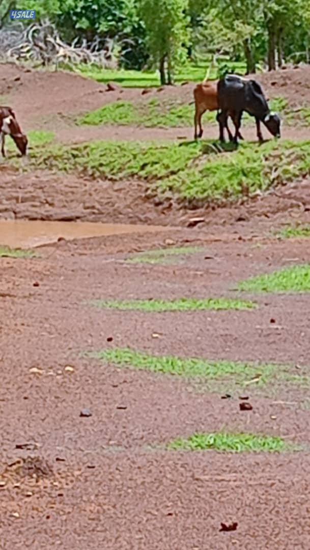 مطلوب شريك ممول السوداني0