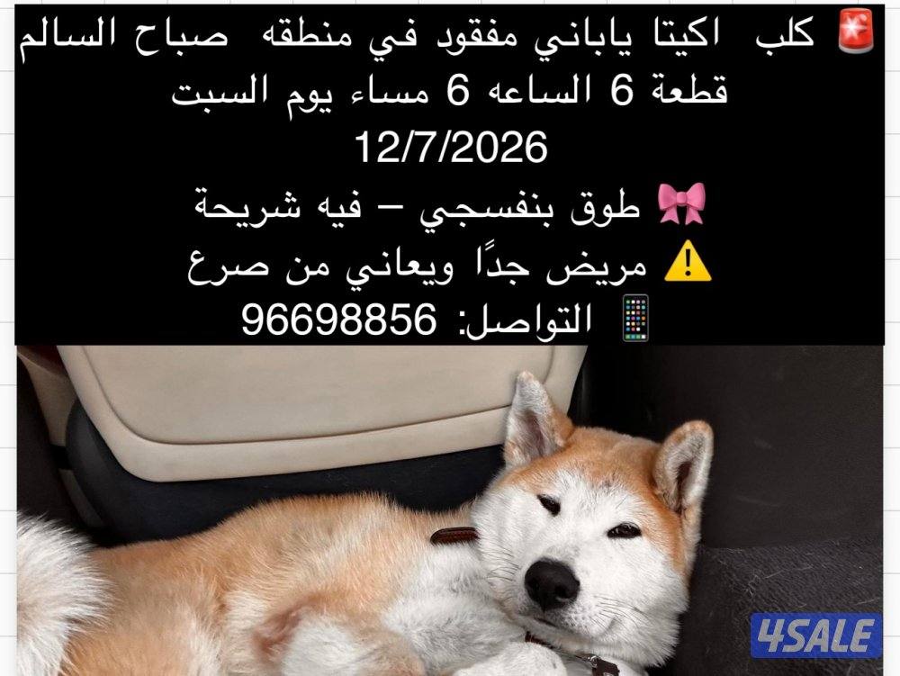 كلب مفقود-الرجاء المساعدة العاجلة0
