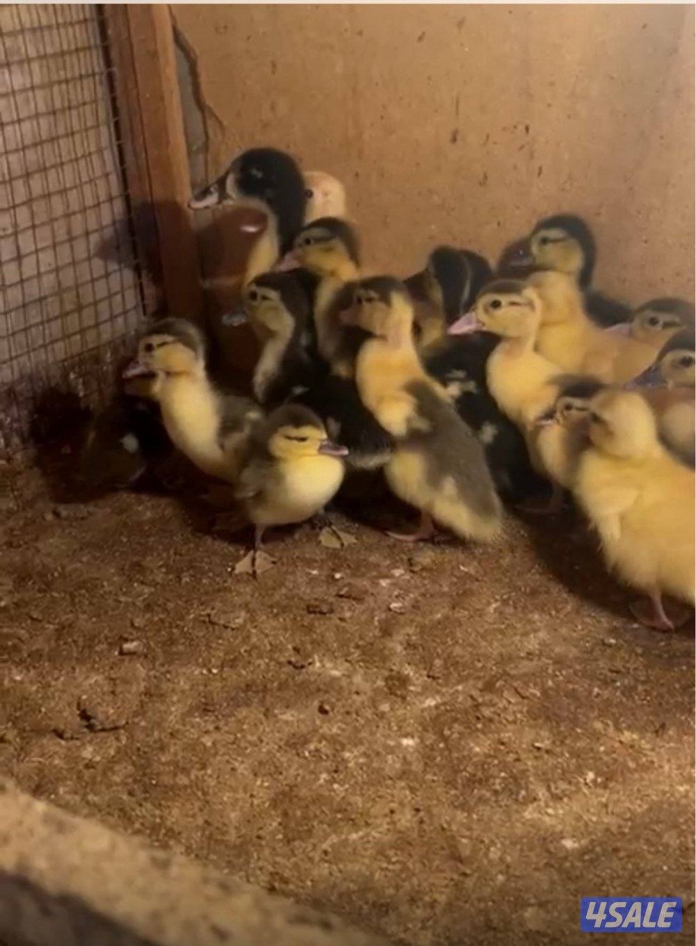 للبيع صيصان بط مصري مطعمين0