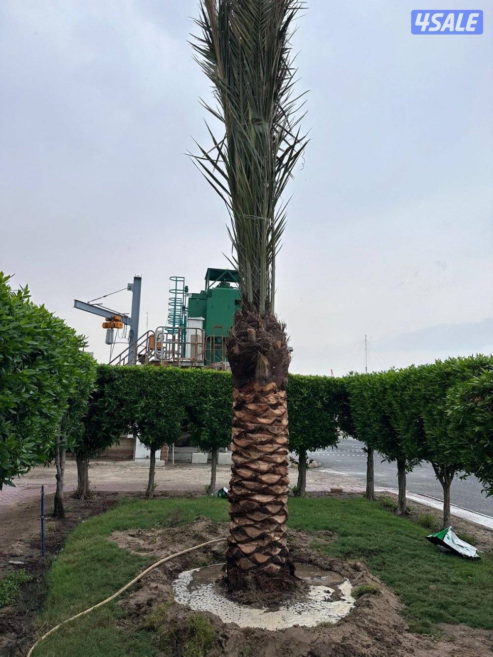 تنسيق حدائق قص الأشجار شبكات الري ترطيب تيل طبيعي وصناعي جميع الأعمال5