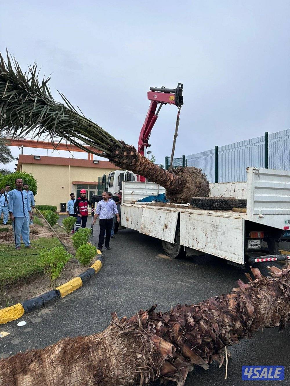 تنسيق حدائق قص الأشجار شبكات الري ترطيب تيل طبيعي وصناعي جميع الأعمال6