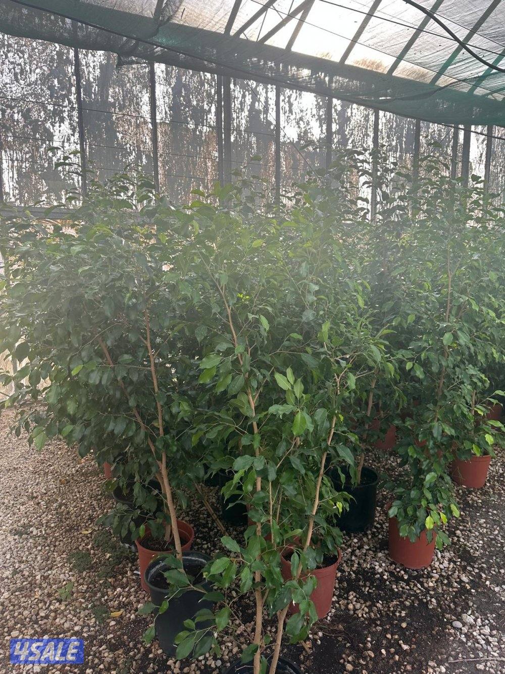 تنسيق حدائق قص الأشجار شبكات الري ترطيب تيل طبيعي وصناعي جميع الأعمال9