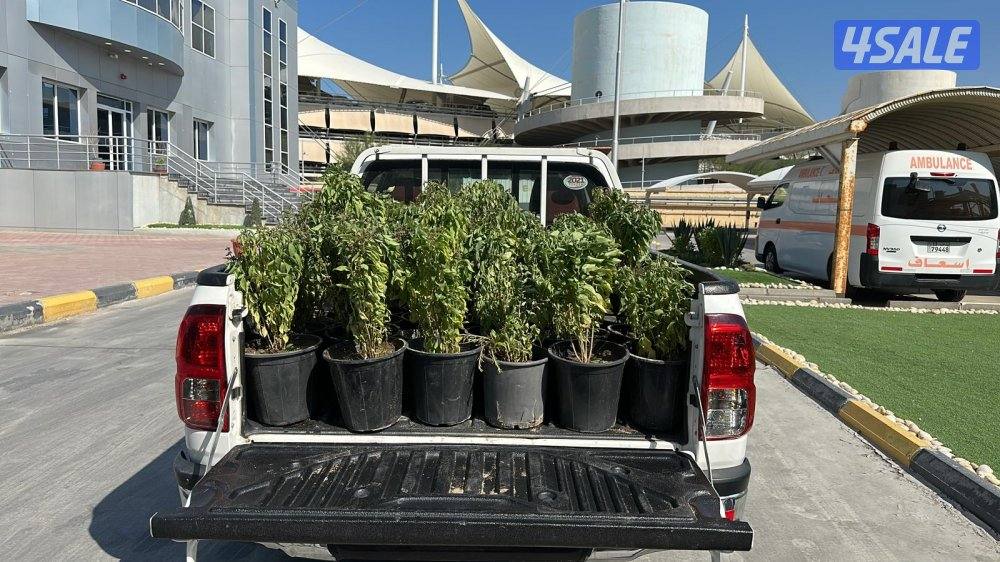 تنسيق حدائق قص الأشجار شبكات الري ترطيب تيل طبيعي وصناعي جميع الأعمال15