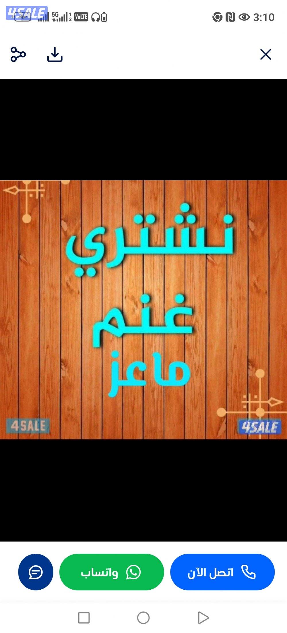 تشتري جميع انواع الحلال غنم معزا0