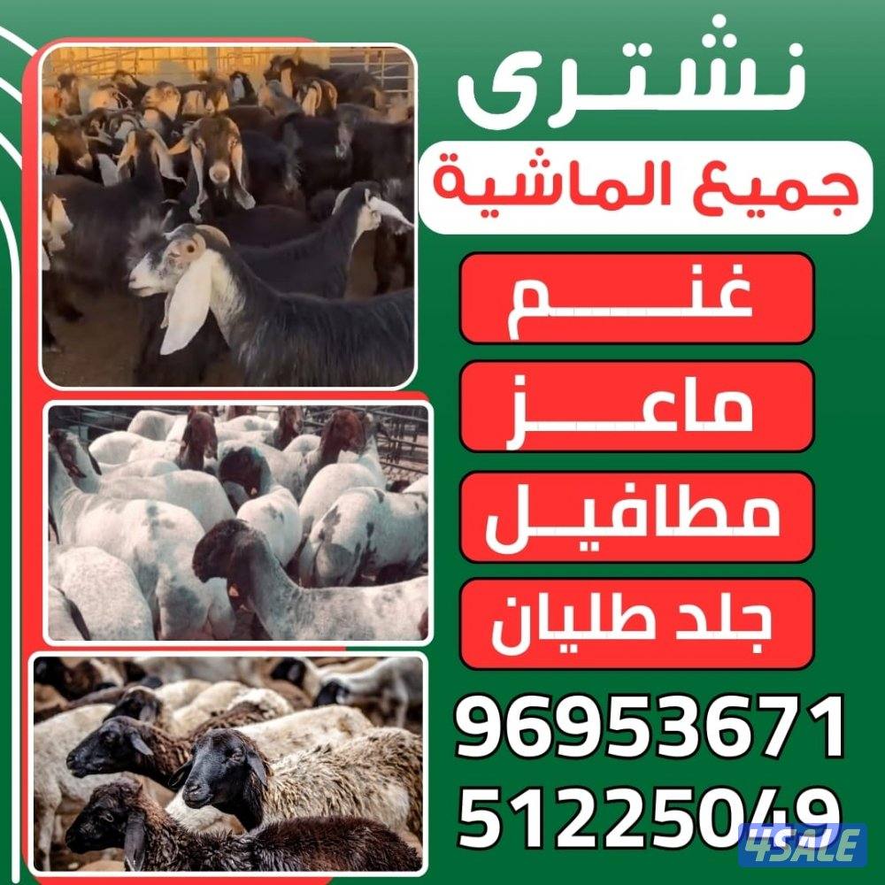 نشتري جميع الماشيه غنم ماعز مطافيل جلد العدد مفتوح0