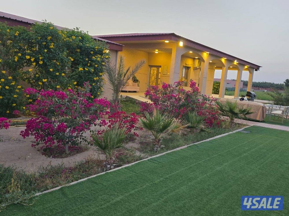 الدرة فارم V.I.P القشعانية العبدلي8