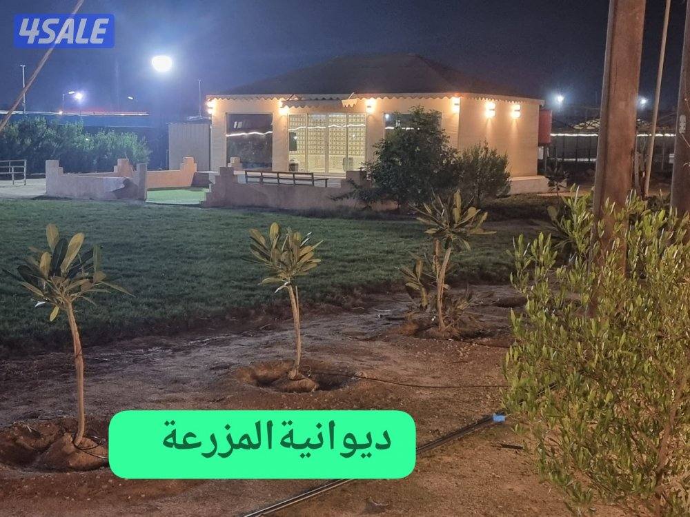 الدرة فارم V.I.P القشعانية العبدلي11