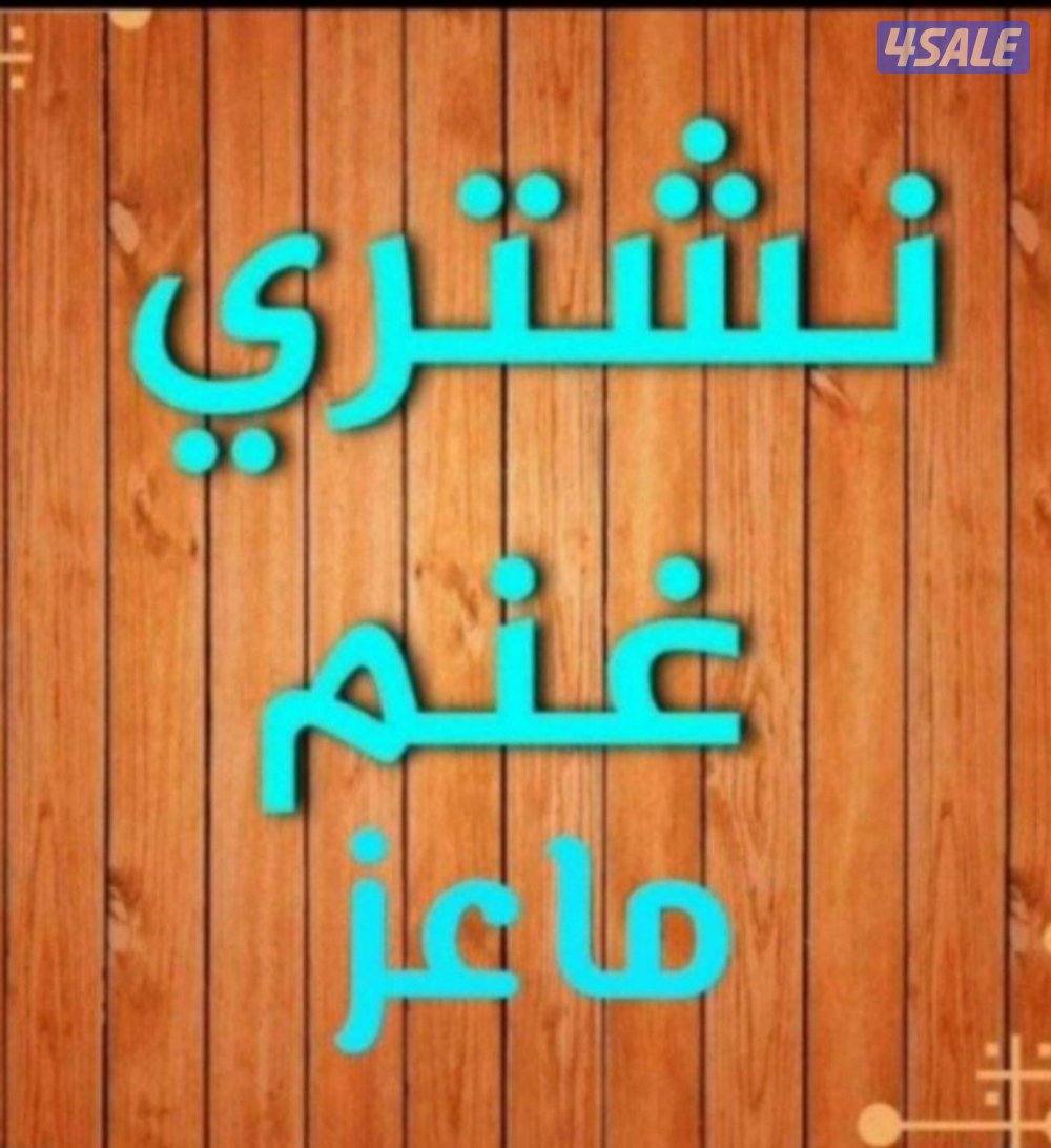 نشتري غنم ومعزه وطليان وابشر بي السومه الطيبه0