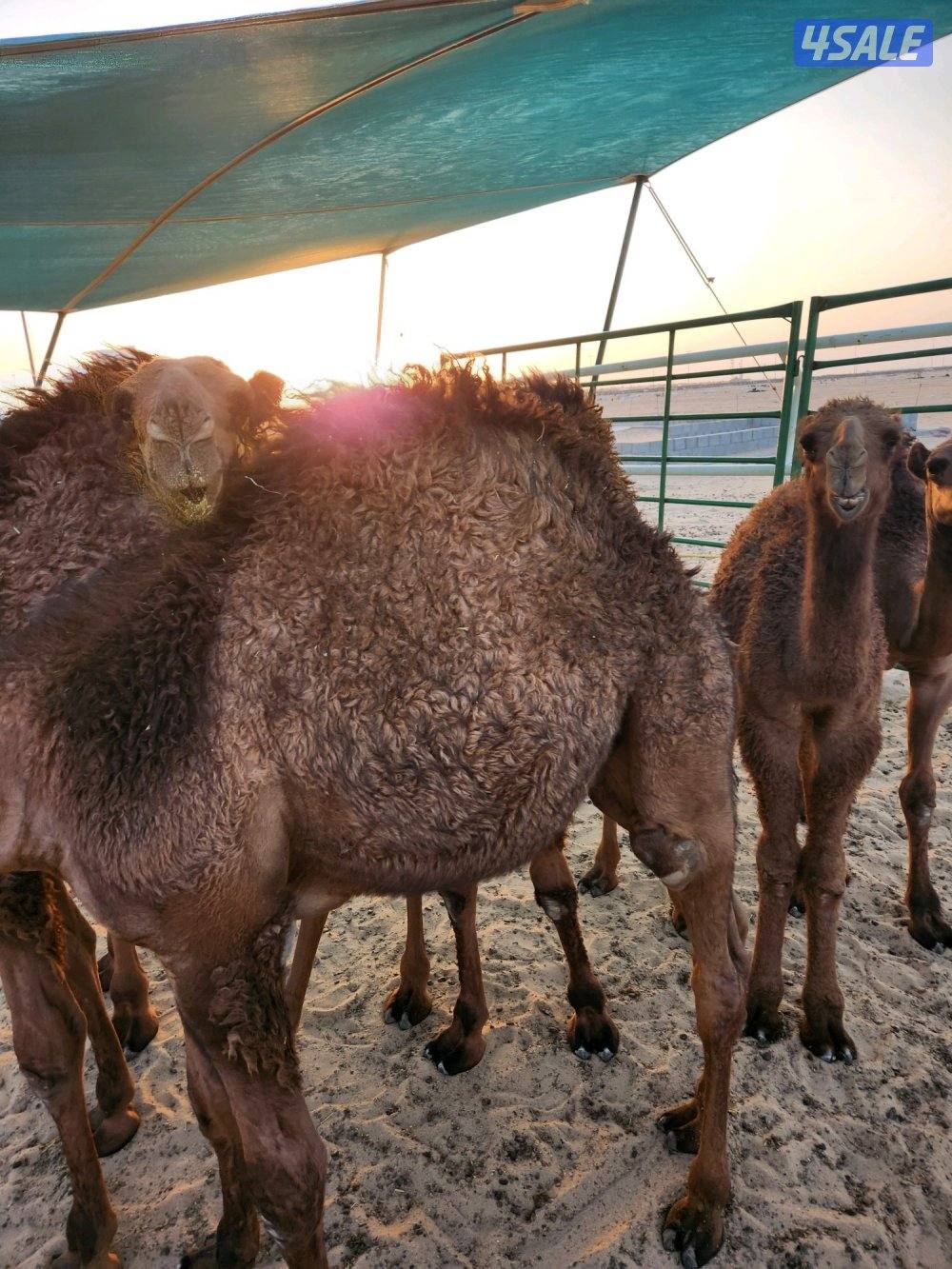 للبيع قعدان لباني( ٧،٨، ٩ ،١٠ شهور) والتوصيل مجانا🇰🇼0