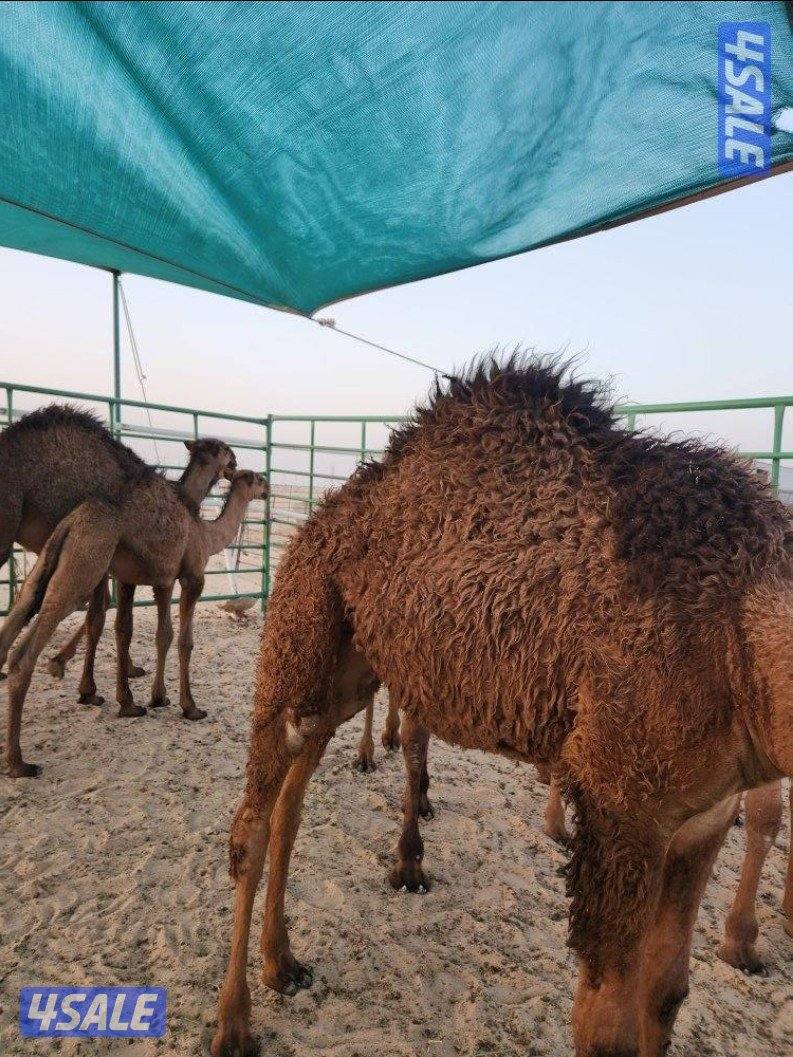 للبيع قعدان لباني( ٧،٨، ٩ ،١٠ شهور) والتوصيل مجانا🇰🇼1