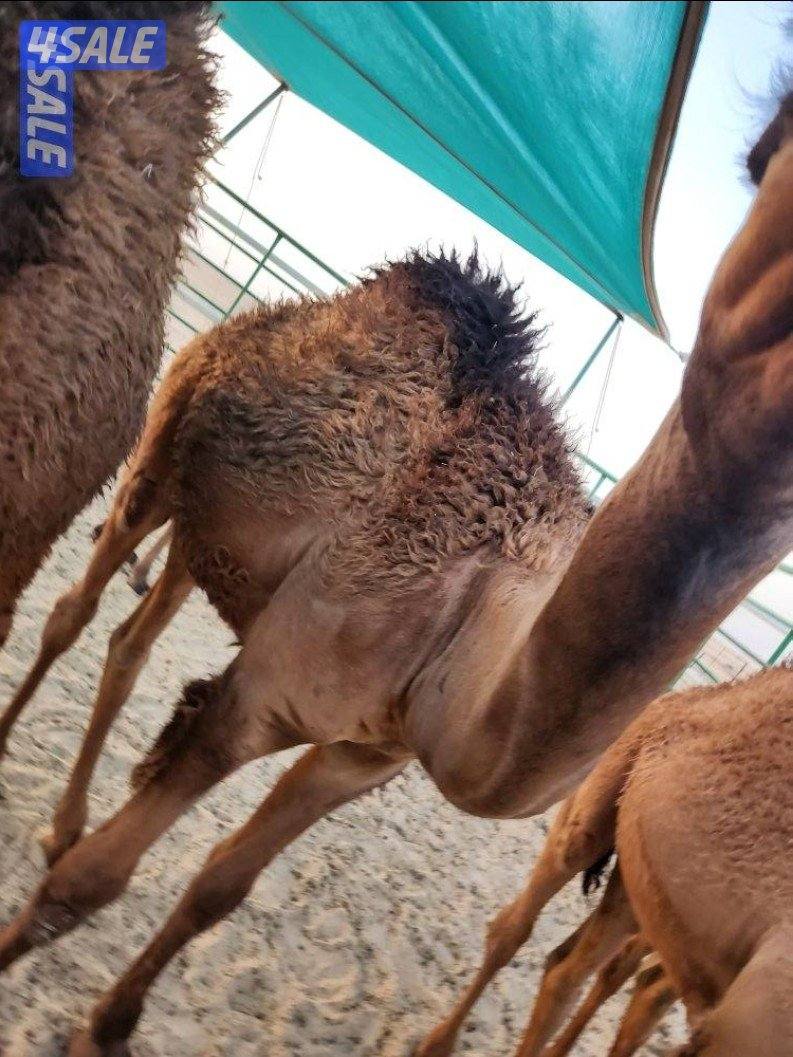 للبيع قعدان لباني( ٧،٨، ٩ ،١٠ شهور) والتوصيل مجانا🇰🇼2