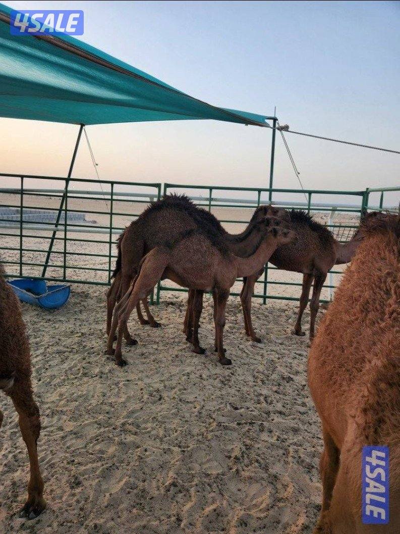 للبيع قعدان لباني( ٧،٨، ٩ ،١٠ شهور) والتوصيل مجانا🇰🇼3