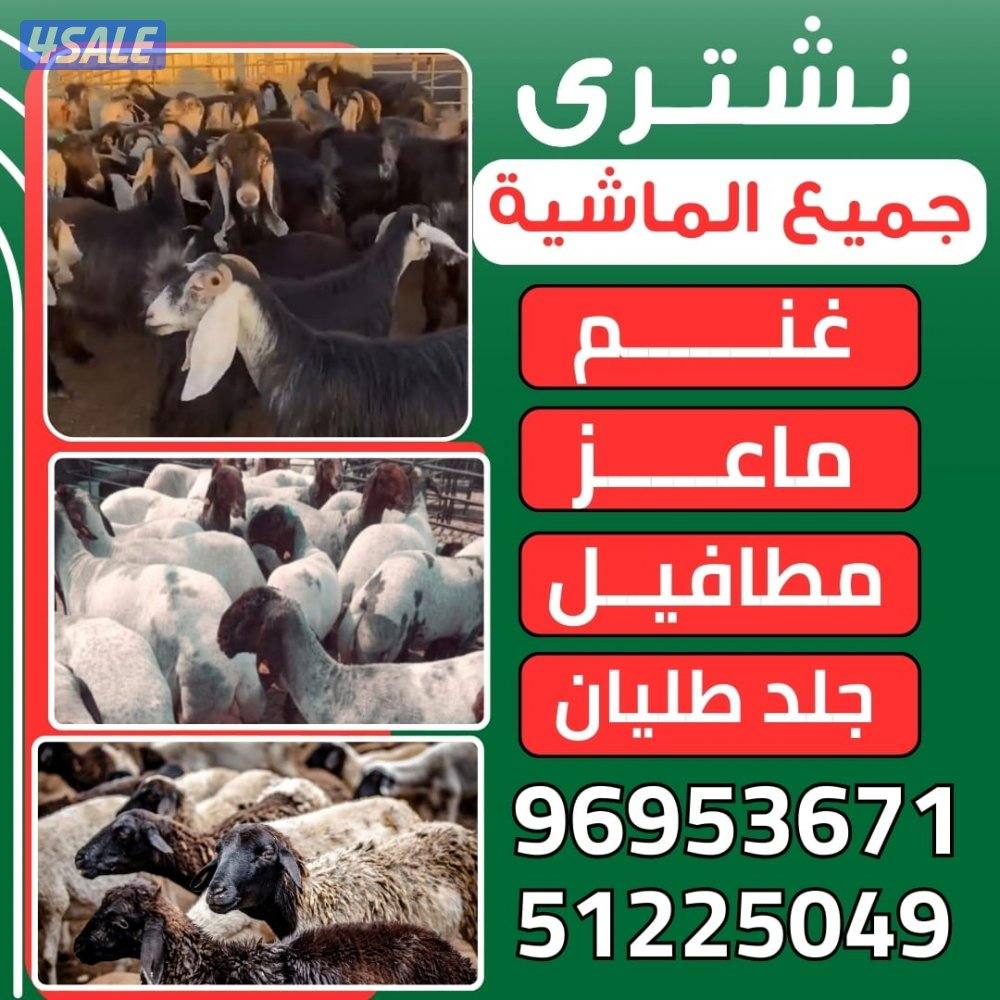 نشتري جميع الماشيه غنم ماعز مطافيل جلد العدد مفتوح0