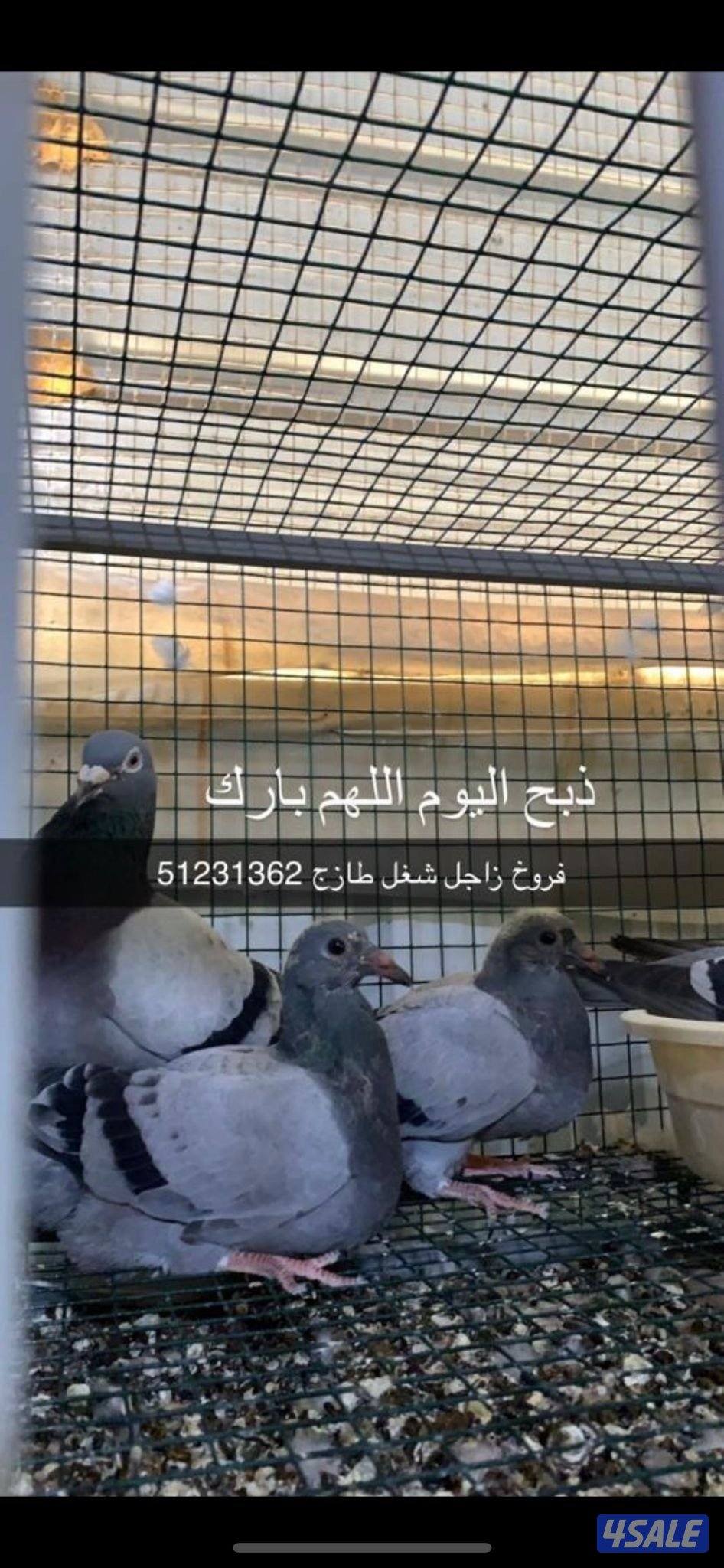 🛑عروض الصيف فروخ زاجل للاكل شغل فرش طازج دينار فقط مزارع الرفره 🛑1