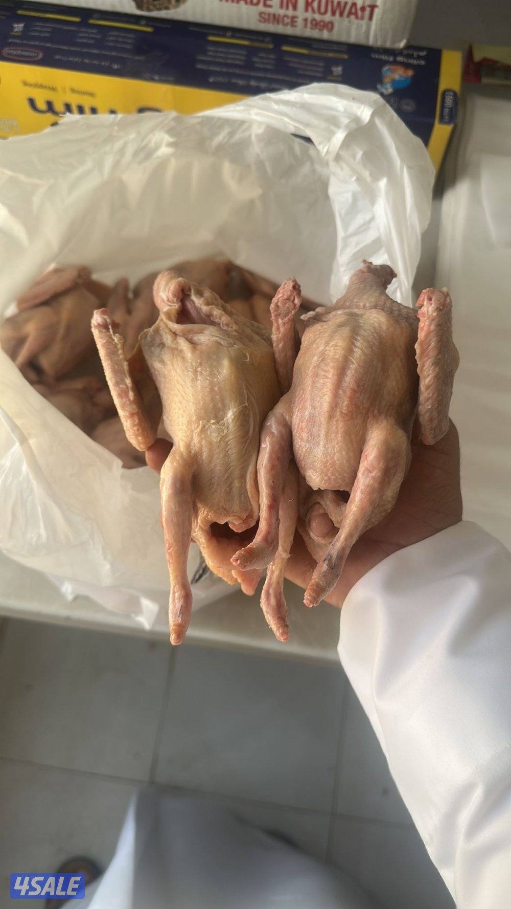 🛑عروض الصيف فروخ زاجل للاكل شغل فرش طازج دينار فقط مزارع الرفره 🛑0