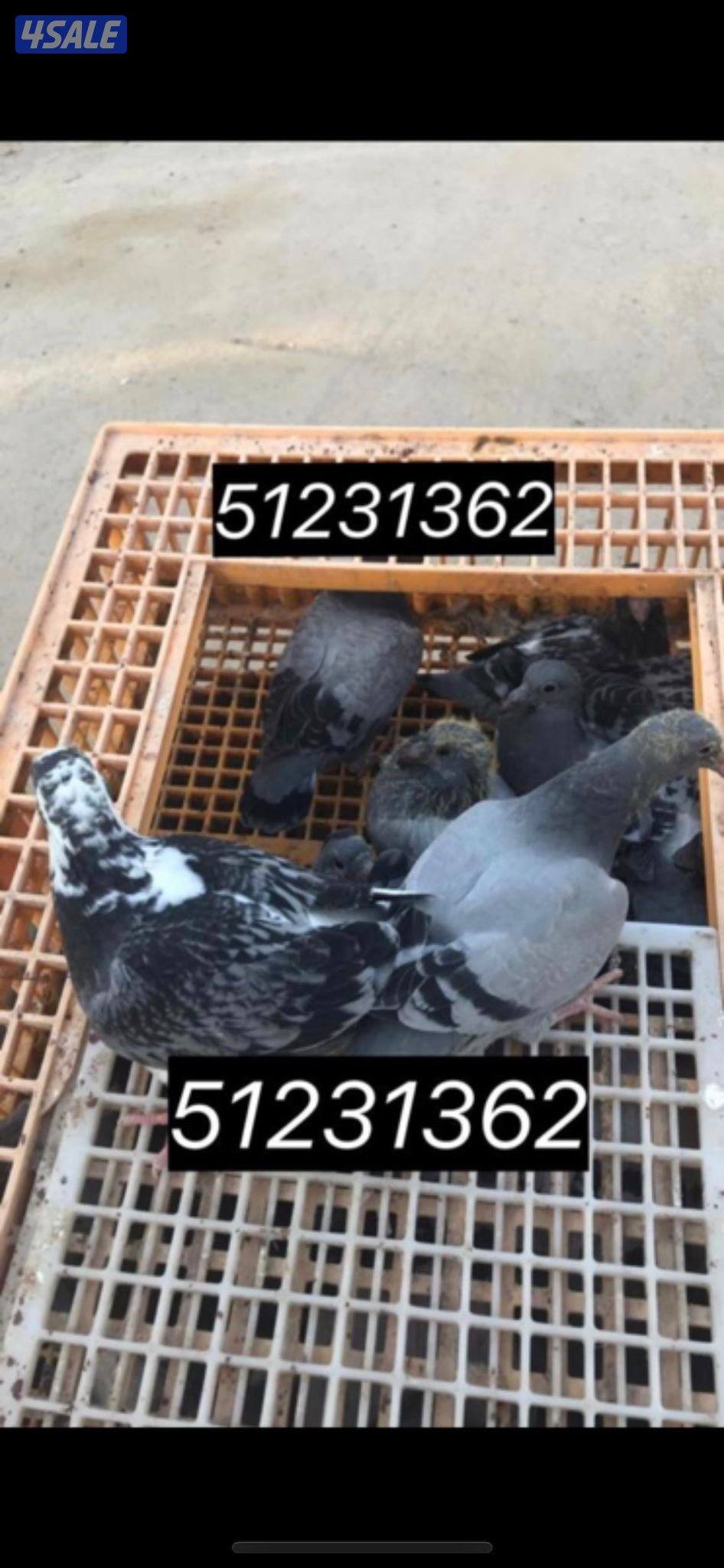 🛑عروض الصيف فروخ زاجل للاكل شغل فرش طازج دينار فقط مزارع الرفره 🛑2
