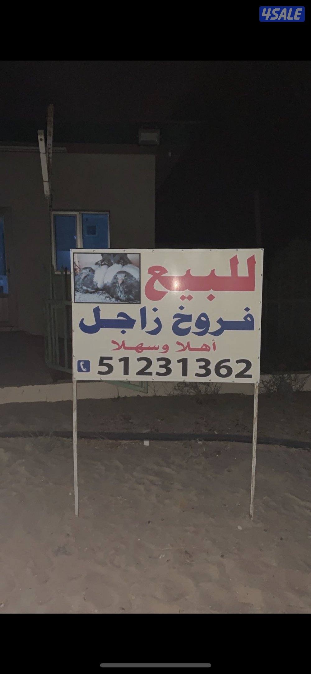 🛑عروض الصيف فروخ زاجل للاكل شغل فرش طازج دينار فقط مزارع الرفره 🛑5