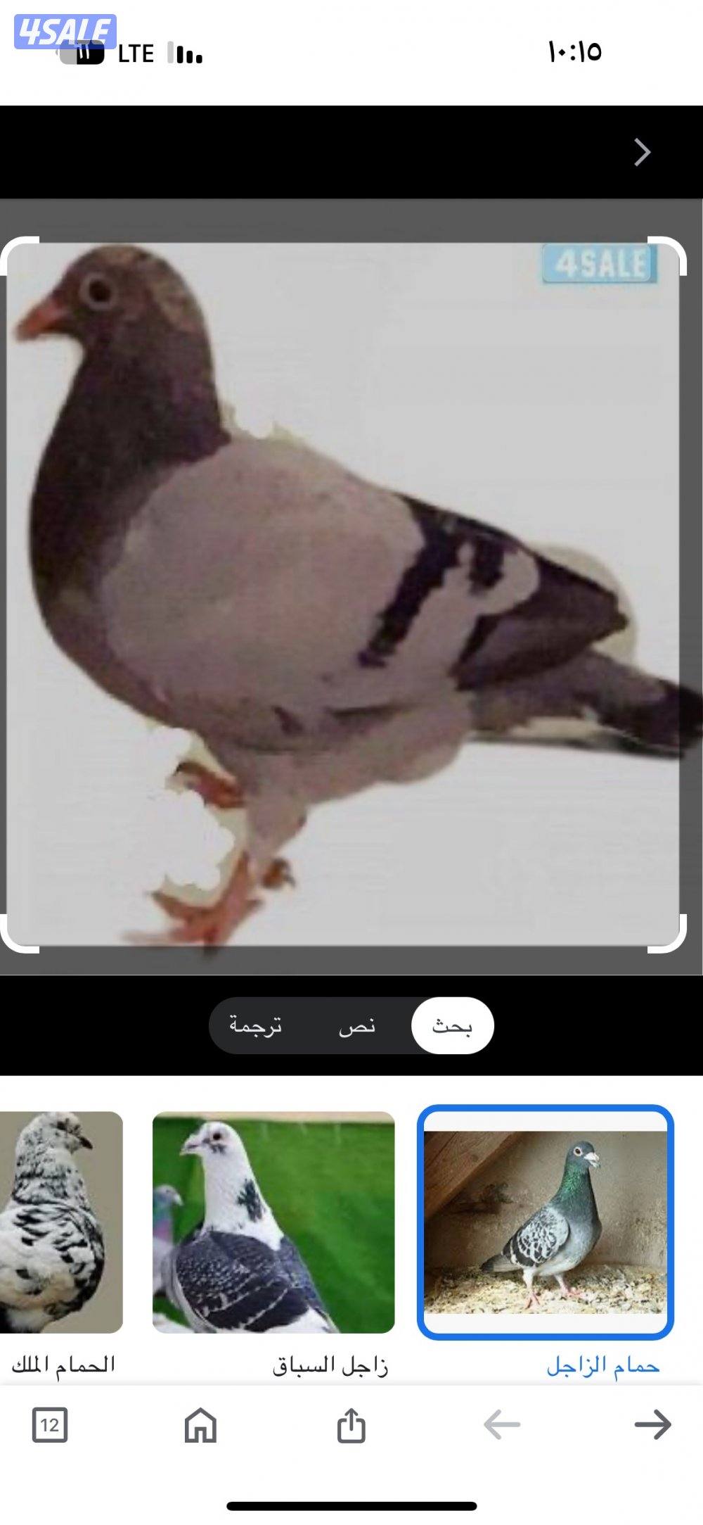 🛑عروض الصيف فروخ زاجل للاكل شغل فرش طازج دينار فقط مزارع الرفره 🛑6