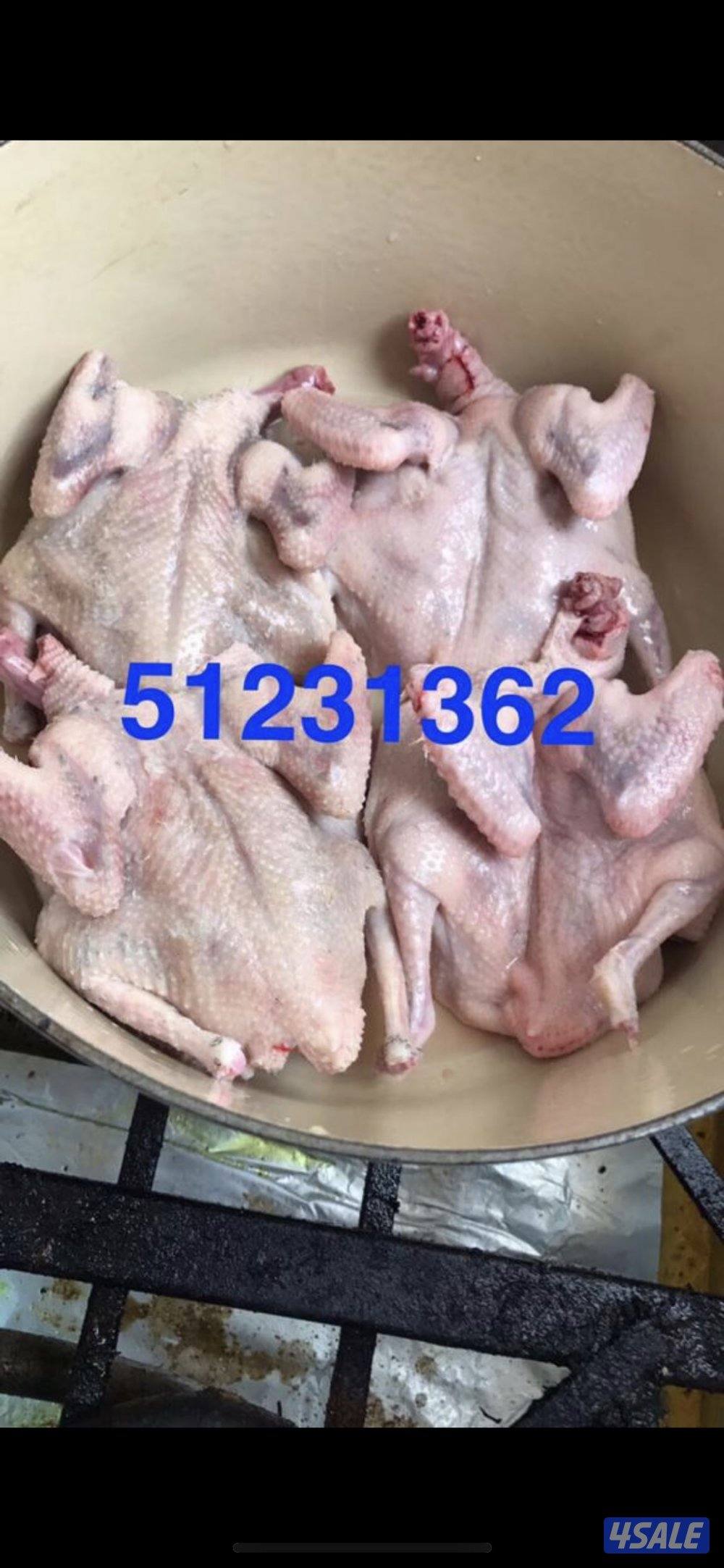 🛑عروض الصيف فروخ زاجل للاكل شغل فرش طازج دينار فقط مزارع الرفره 🛑7